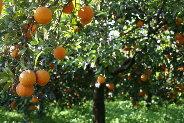 Ribera: la città degli agrumi al voto