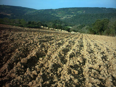 Andare verso un testo unico