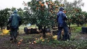 Agricoltura e sfruttamento nel “Sistema Piemonte”