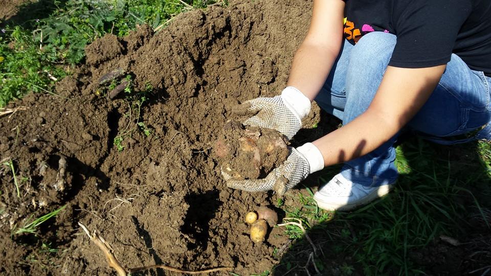 In Umbria il primo “raccolto di legalità” sul bene confiscato ai boss