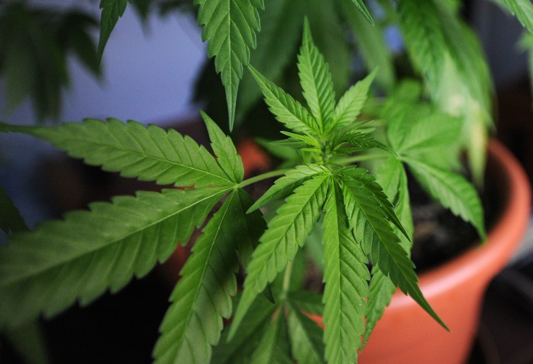 Sulla legalizzazione delle droghe leggere