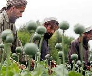 Le droghe e la colonizzazione della criminalità organizzata