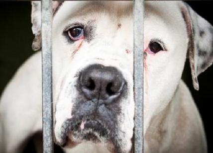 La mala degli animali