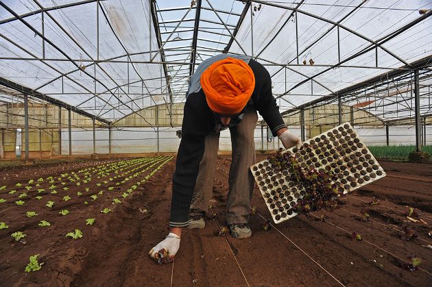 Il caporalato annienta lavoratori e imprese