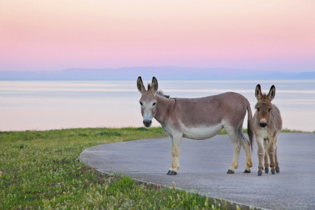 Asinara, l’ex carcere voluto da mio padre dove tutto è via Lattea
