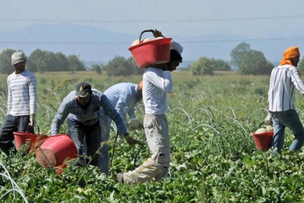 Agromafie e caporalato: in Italia 200mila irregolari, paghe da fame e lavoro nero