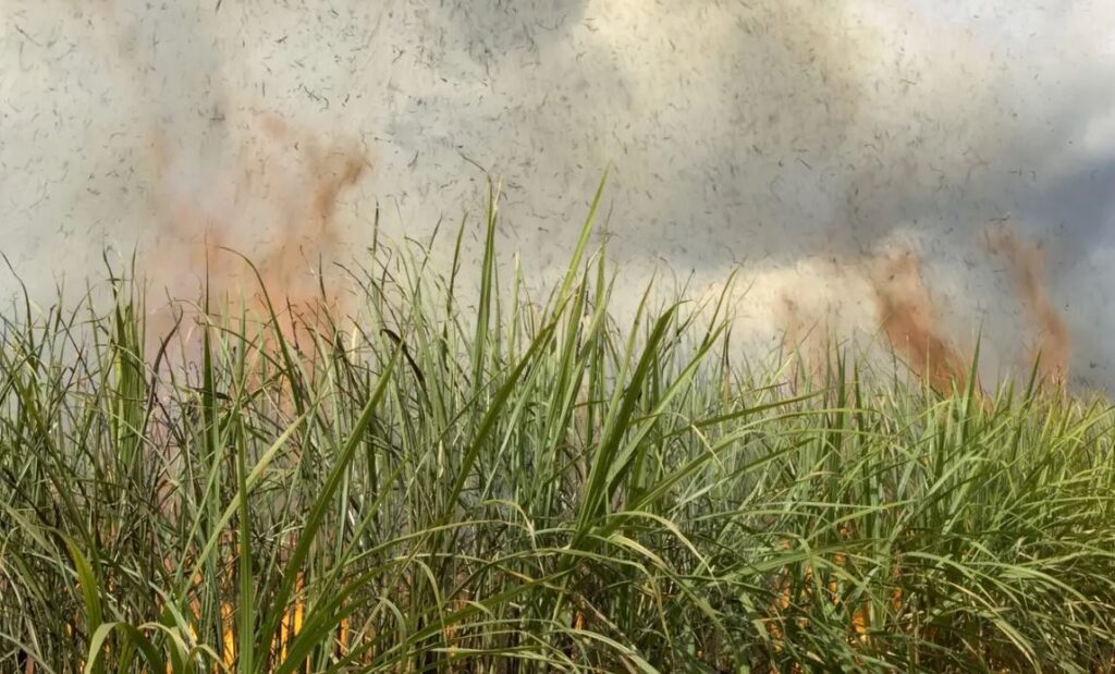 Rando (PD), incendio doloso in uliveto confiscato: “Chi semina legalità non venga lasciato solo”