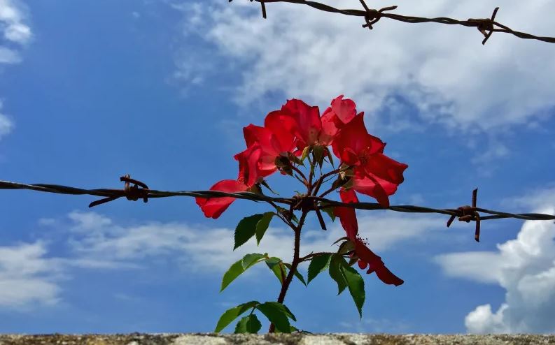 La nonviolenza: un percorso contro l’indifferenza per avere il coraggio della speranza